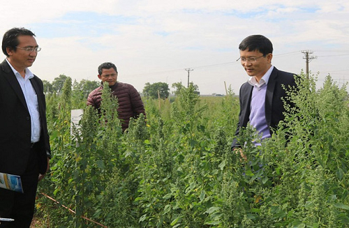 Nhà khoa học Việt tìm cách trồng diêm mạch trong vùng hạn mặn